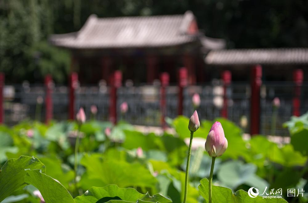 金台園內，含苞待放的荷花。