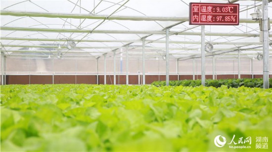 通過智慧農業，能敏銳感知種植環境。人民網 李芳森攝